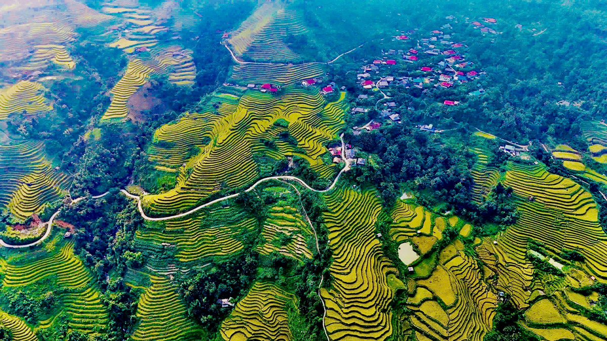 Những thửa ruộng bậc thang uốn lượn mềm mại như những dải lụa vàng quấn quanh triền núi 