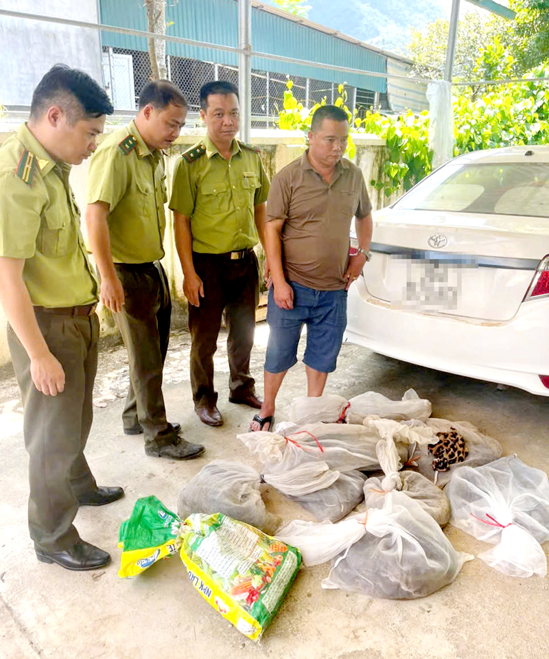 Cán bộ Hạt Kiểm lâm Quang Bình phát hiện vụ vận chuyển động vật hoang dã trái phép số lượng lớn.