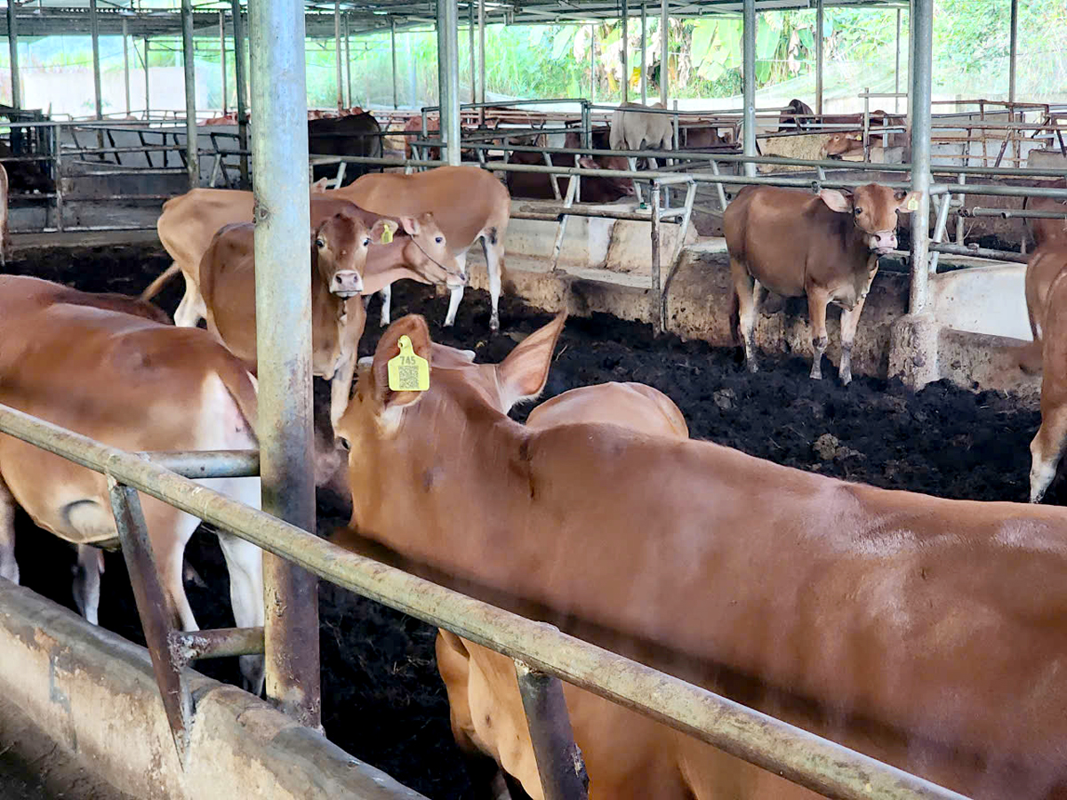 Cat Ly Cooperative, ThuanHoa Commune (Vi Xuyen), applies digital technology to cattle breeding management.