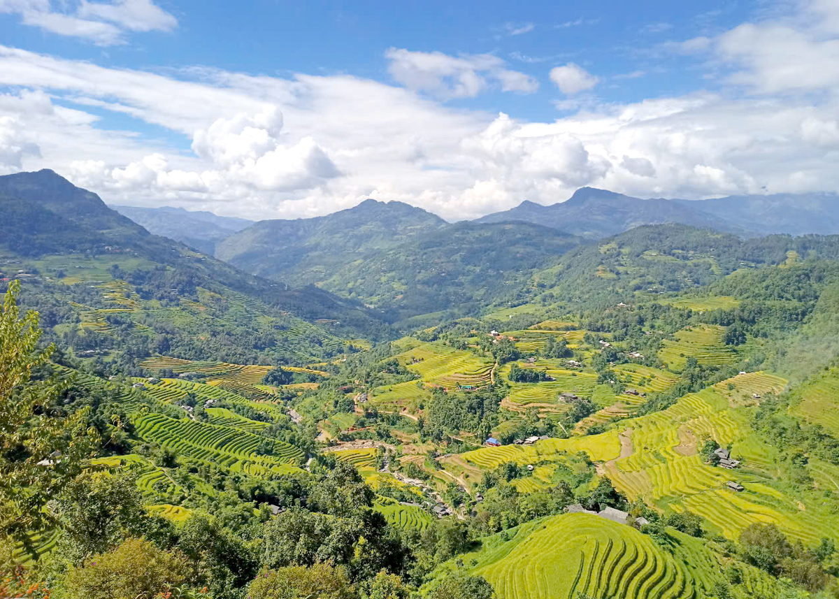 Ruộng bậc thang chín vàng ở huyện Hoàng Su Phì năm 2023