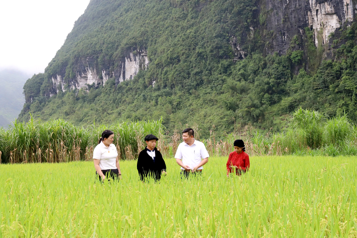 Đồng chí Dương Văn Nghị (thứ 2 từ phải sang) kiểm tra tình hình sản xuất tại xã Phố Cáo.