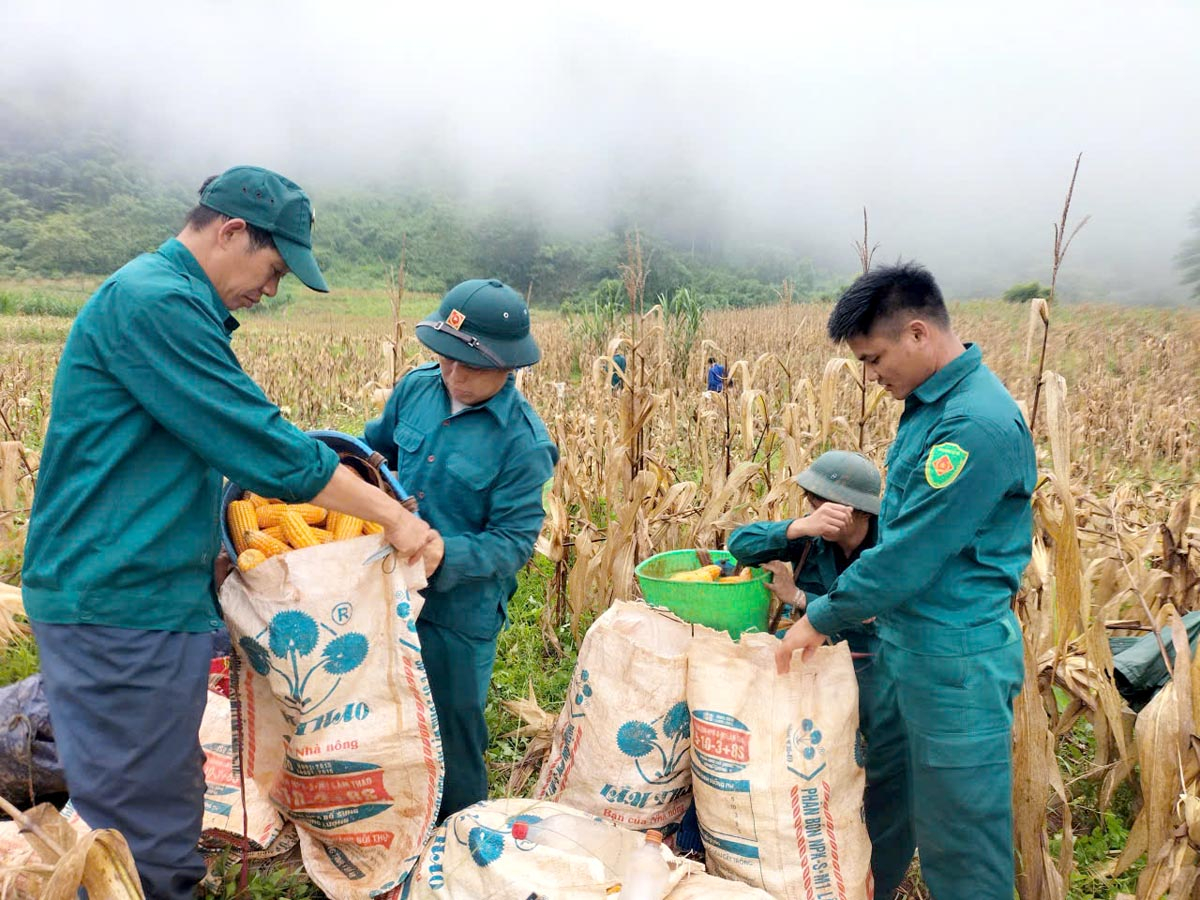 Lực lượng Ban Chỉ huy Quân sự xã giúp đỡ các gia đình có
hoàn cảnh khó khăn thu hoạch ngô.