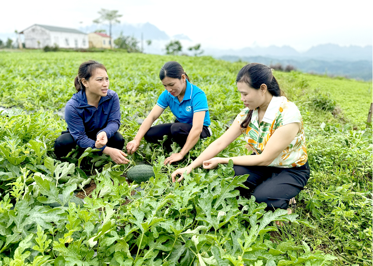 Mô hình trồng dưa hấu xã Quang Minh, huyện Bắc Quang bước đầu có hiệu quả 