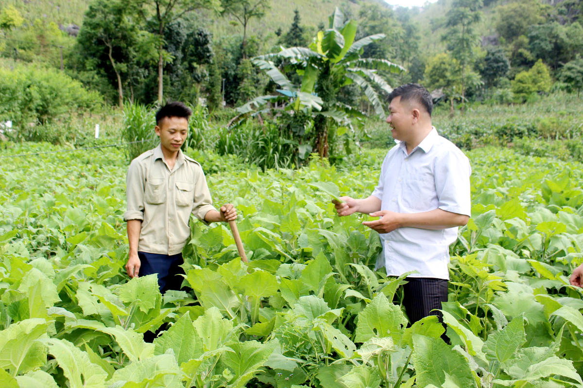 Nguyên Chủ tịch UBND xã Tả Lủng Dương Văn Nghị hướng dẫn bà con trong xã trồng cây Sâm khoai