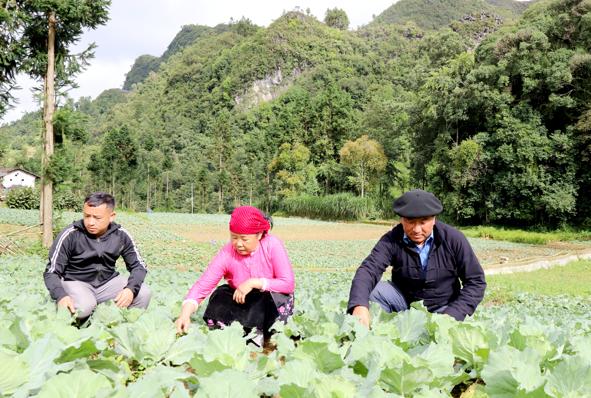 Bí thư Chi bộ thôn Giàng Nỏ Pó (ngoài cùng bên phải) thường xuyên xuống cơ sở nắm bắt tình hình sản xuất