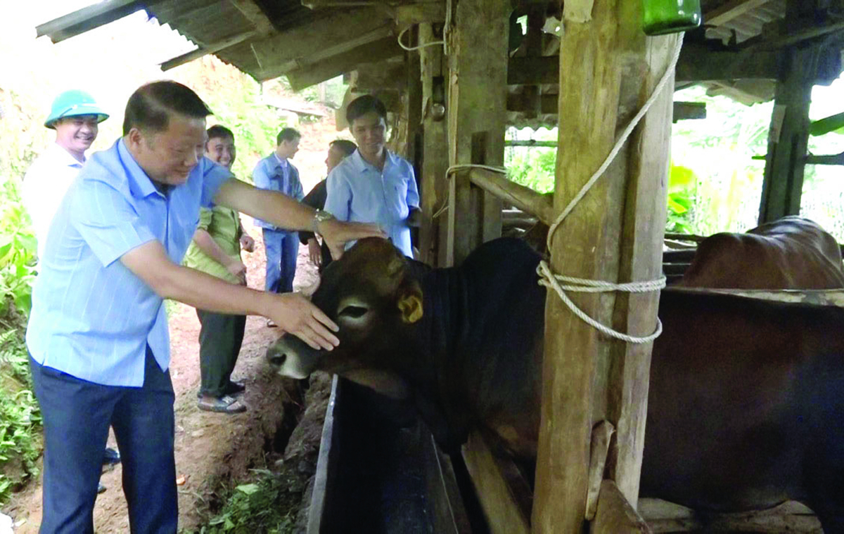 Lãnh đạo huyện Bắc Mê kiểm tra Dự án nuôi bò liên kết tại thôn Cụm Nhùng, xã Phiêng Luông.   