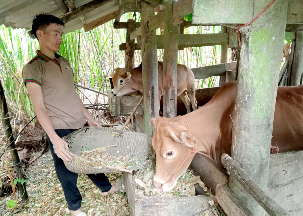 Gia đình anh Và Mí Vá, thôn Sảng Lủng, xã Lũng Hồ (Yên Minh) bỏ tà đạo tập trung phát triển nuôi bò.		