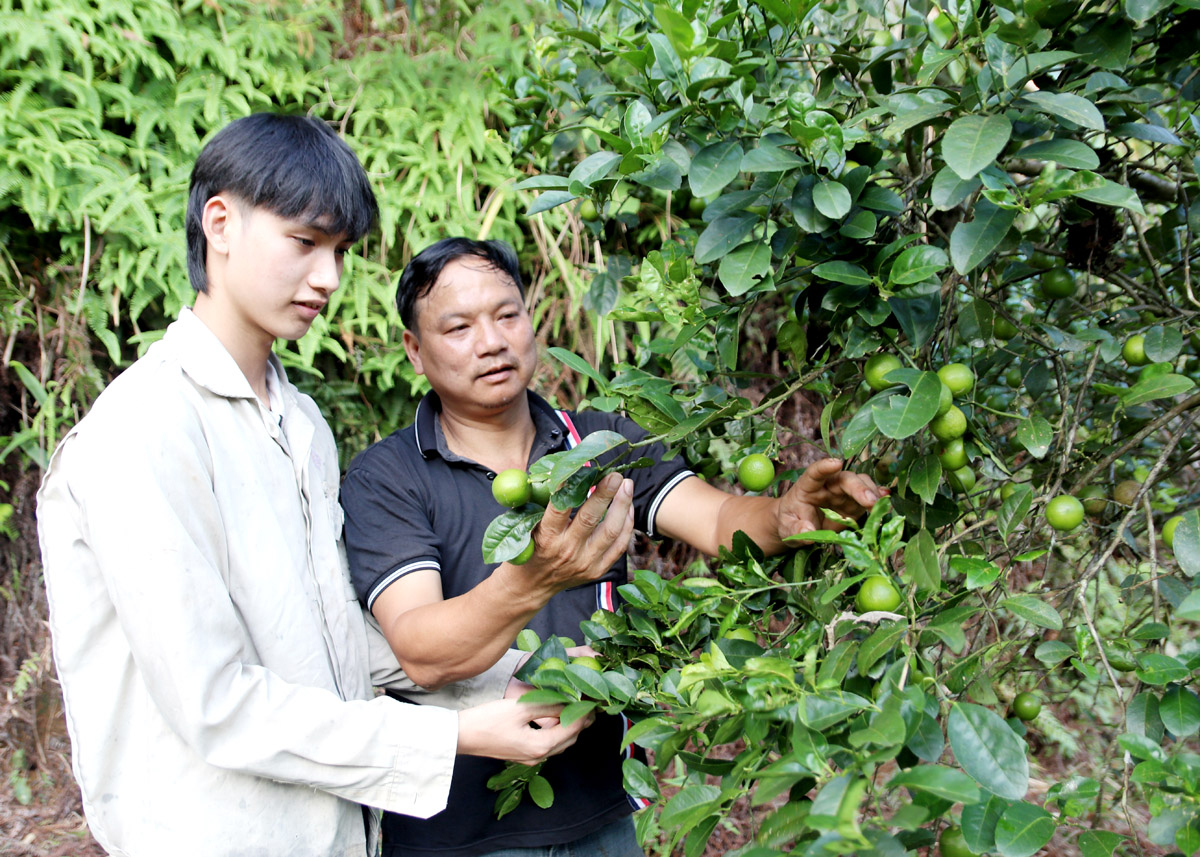 Ngoài giờ học trên lớp, Nguyễn Văn Kiên đều dành thời gian phụ giúp bố chăm sóc vườn cây ăn quả.