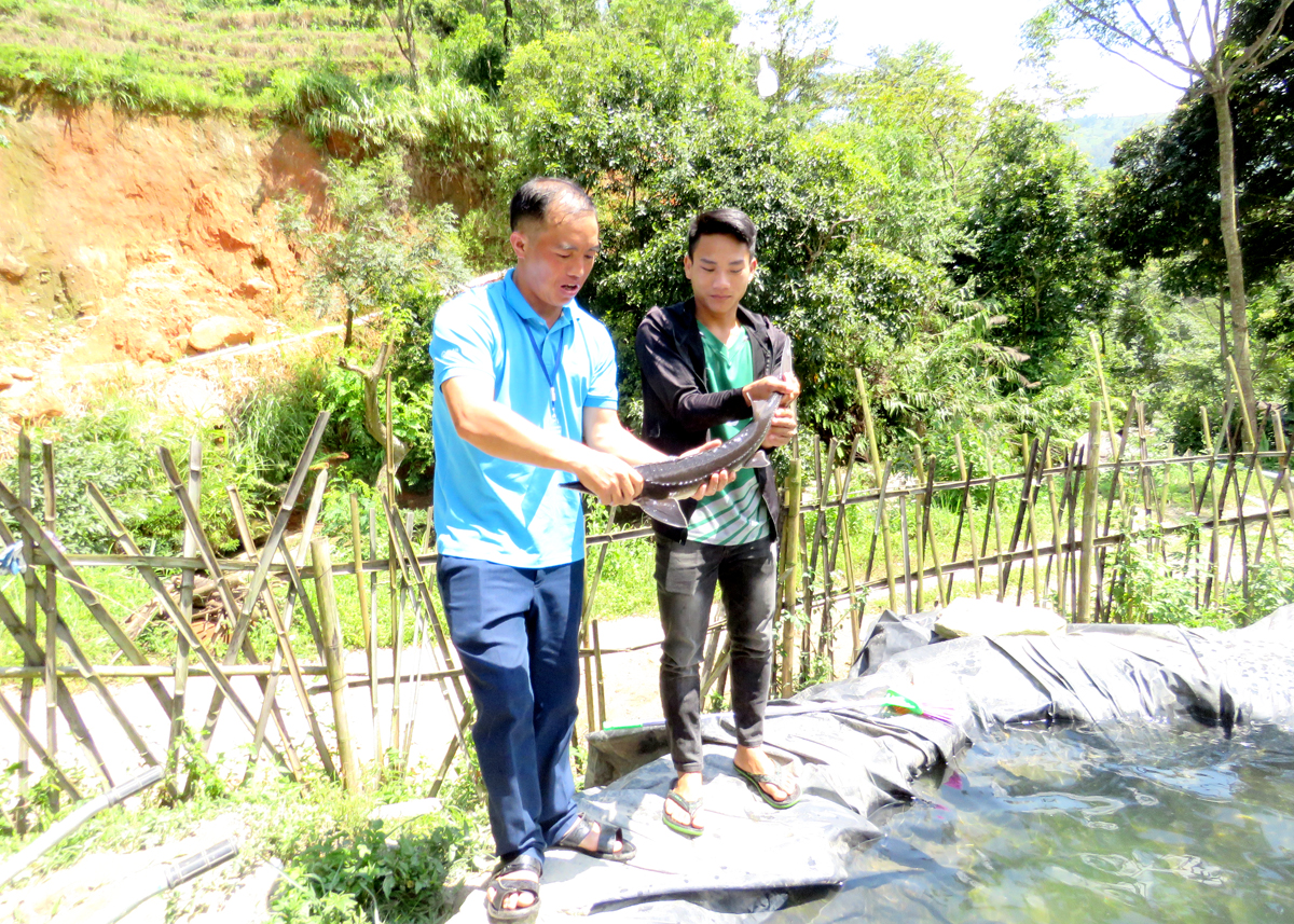 A group of young people in Nam Chanh Village, Nam Dan Commune, Xin Man District, are engaged in cold-water fish farming.