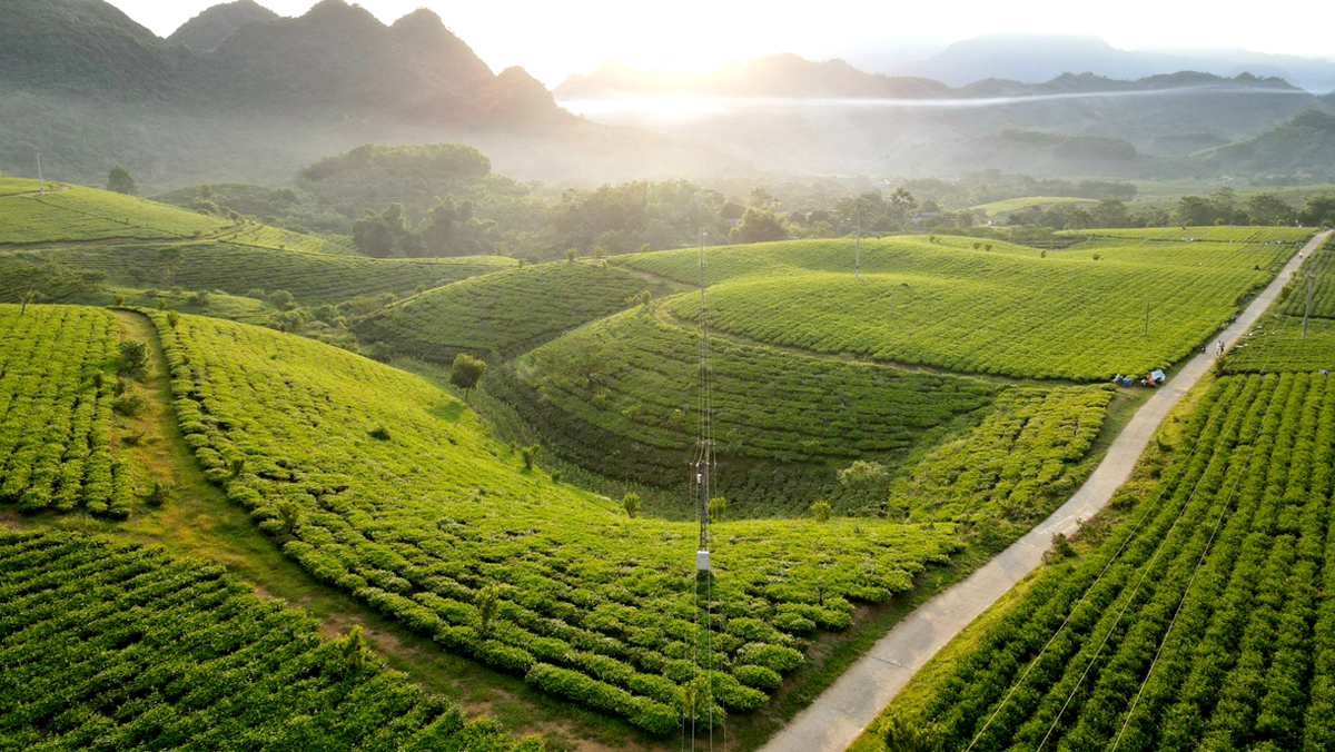 Bình minh trên vùng nguyên liệu của Công ty Cổ phần Chè Hùng An