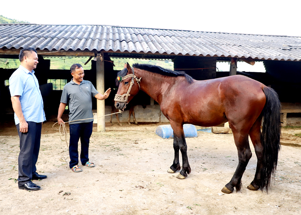 Vang Mi Danh (right) introduces horse breeding techniques.