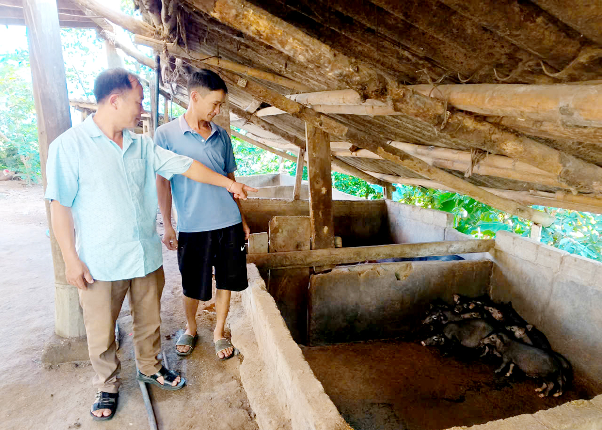 Lãnh đạo xã Nà Chì kiểm tra đàn lợn của gia đình anh Hoàng Hồng Phong, thôn Nà Lạn.