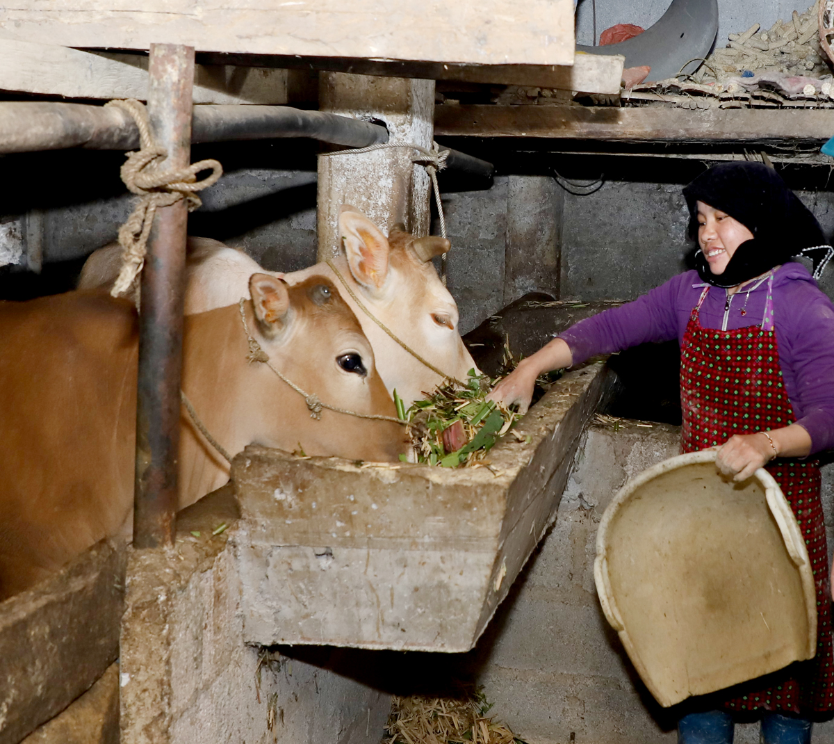 Po A Thinhs wife, Khun Sang Village, Mau Due Commune, happily takes care of cows supported by the linkage project.