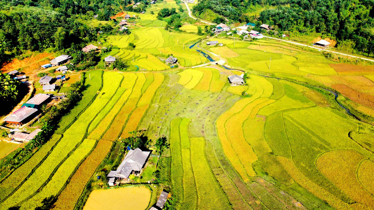 Cánh đồng lúa chín vàng ở thôn Lùng Vi, xã Nà Khương (Quang Bình).