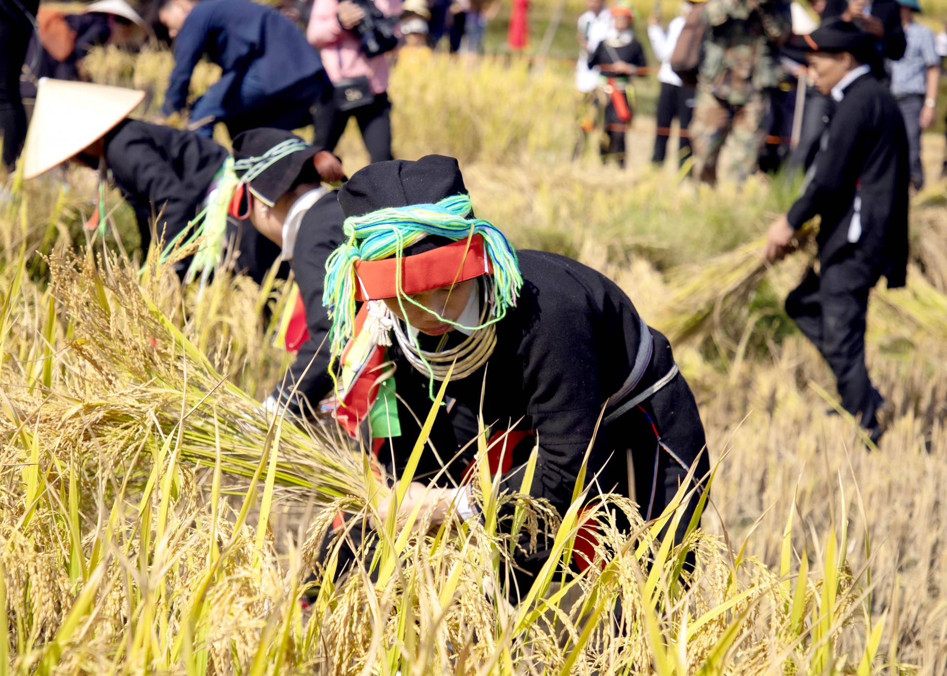 Vào độ tháng 9 - 10 hàng năm, thôn Xà Phìn chuyển sang màu vàng của lúa chín, bắt đầu mùa gặt.