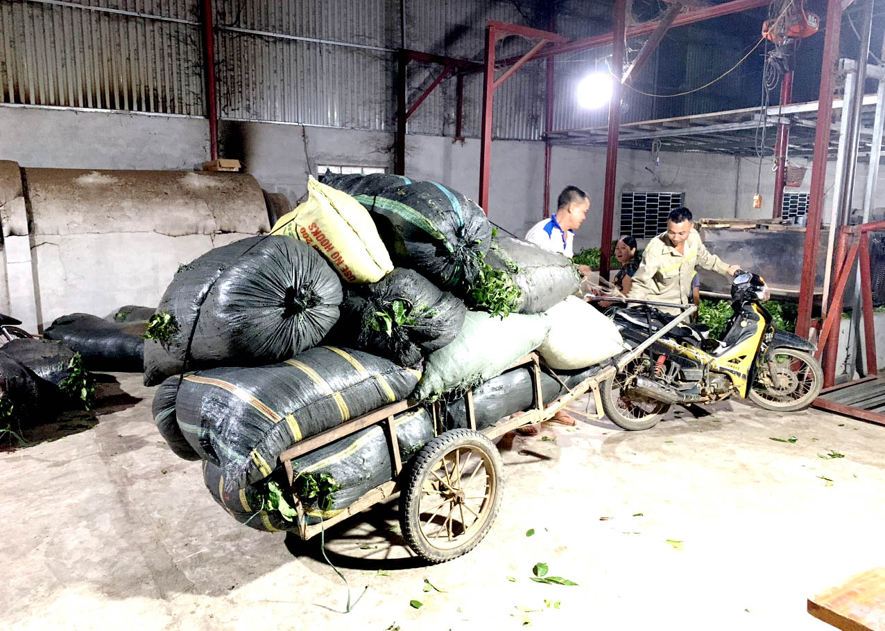 Người dân thôn Mục Lạn và thôn Bản Tân (xã Tân Quang) bán chè cắt với giá 6.000 đồng/kg cho xưởng chè chế biến