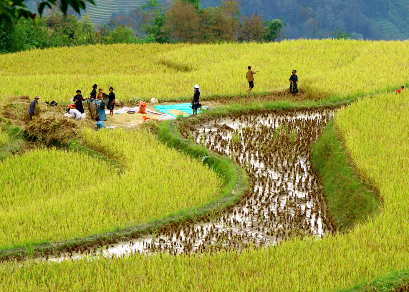 Ruộng lúa bản Nùng vào ngày thu hoạch