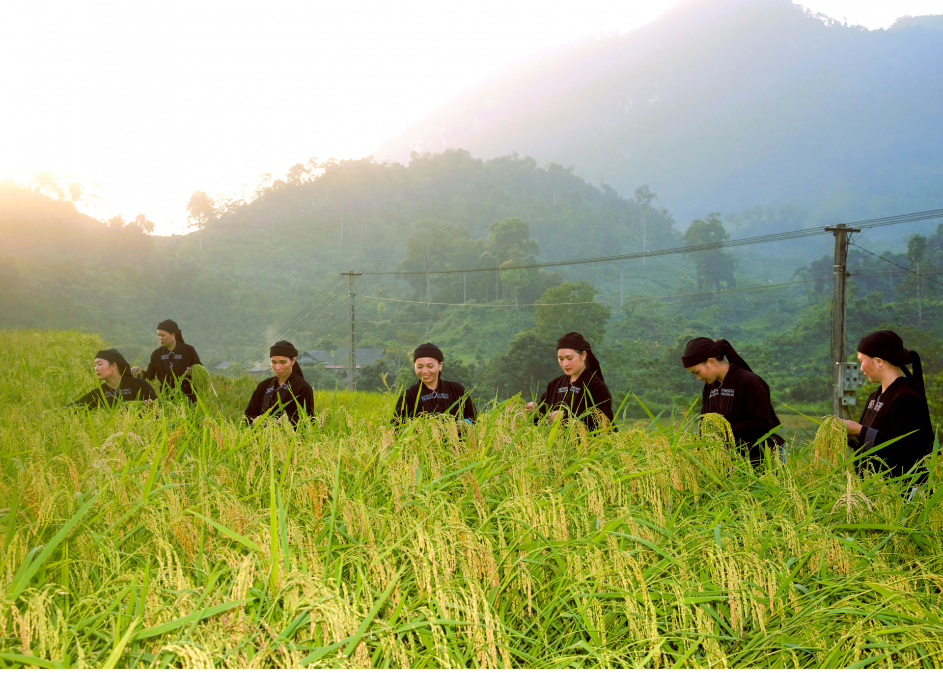 Khi nắng chiều buông xuống, những người phụ nữ La Chí ra đồng ruộng để hái từng bông lúa nếp thơm.