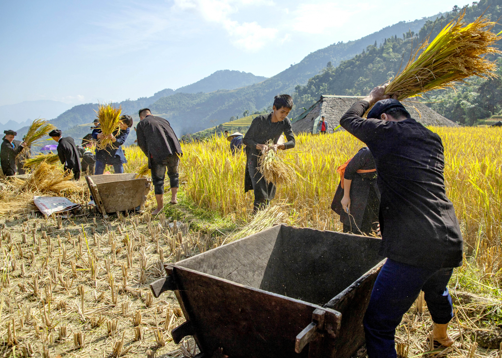 Những bông lúa trĩu hạt được những người đàn ông Dao thu hoạch theo phương thức thủ công truyền thống đã tạo nên điểm nhấn đầy hấp dẫn với du khách thập phương.