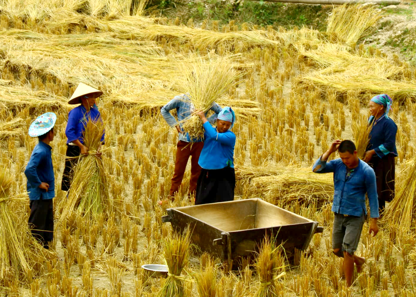 Đổi công gặt lúa ở Tả Sử Choóng