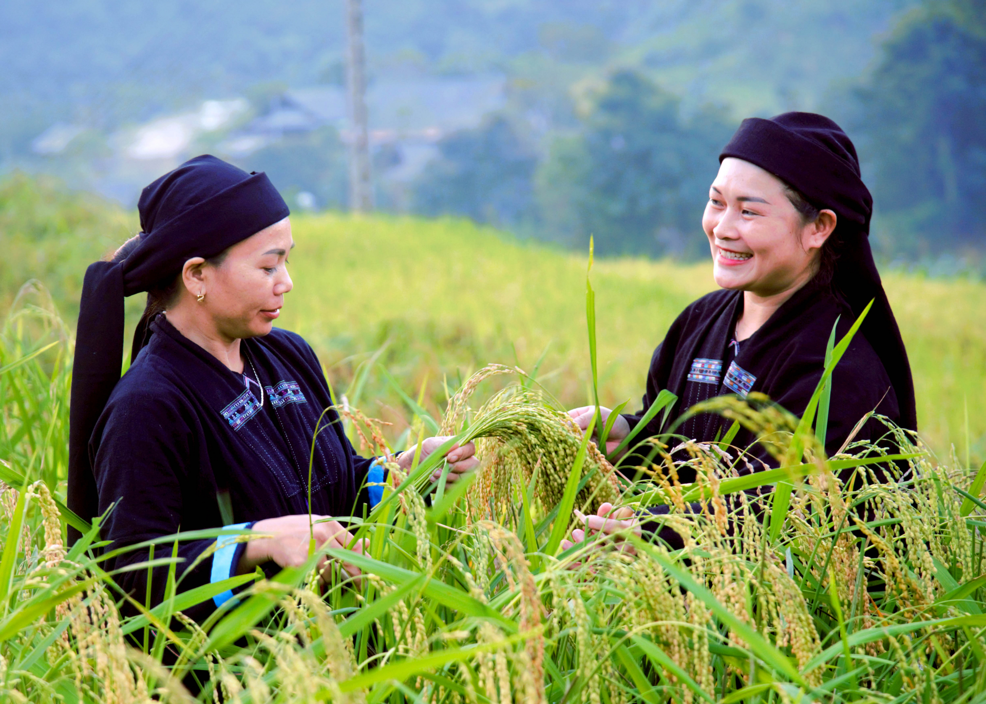 Những bông lúa chắc, hạt to, đẹp nhất được chọn để làm Lễ cúng mừng cơm mới.