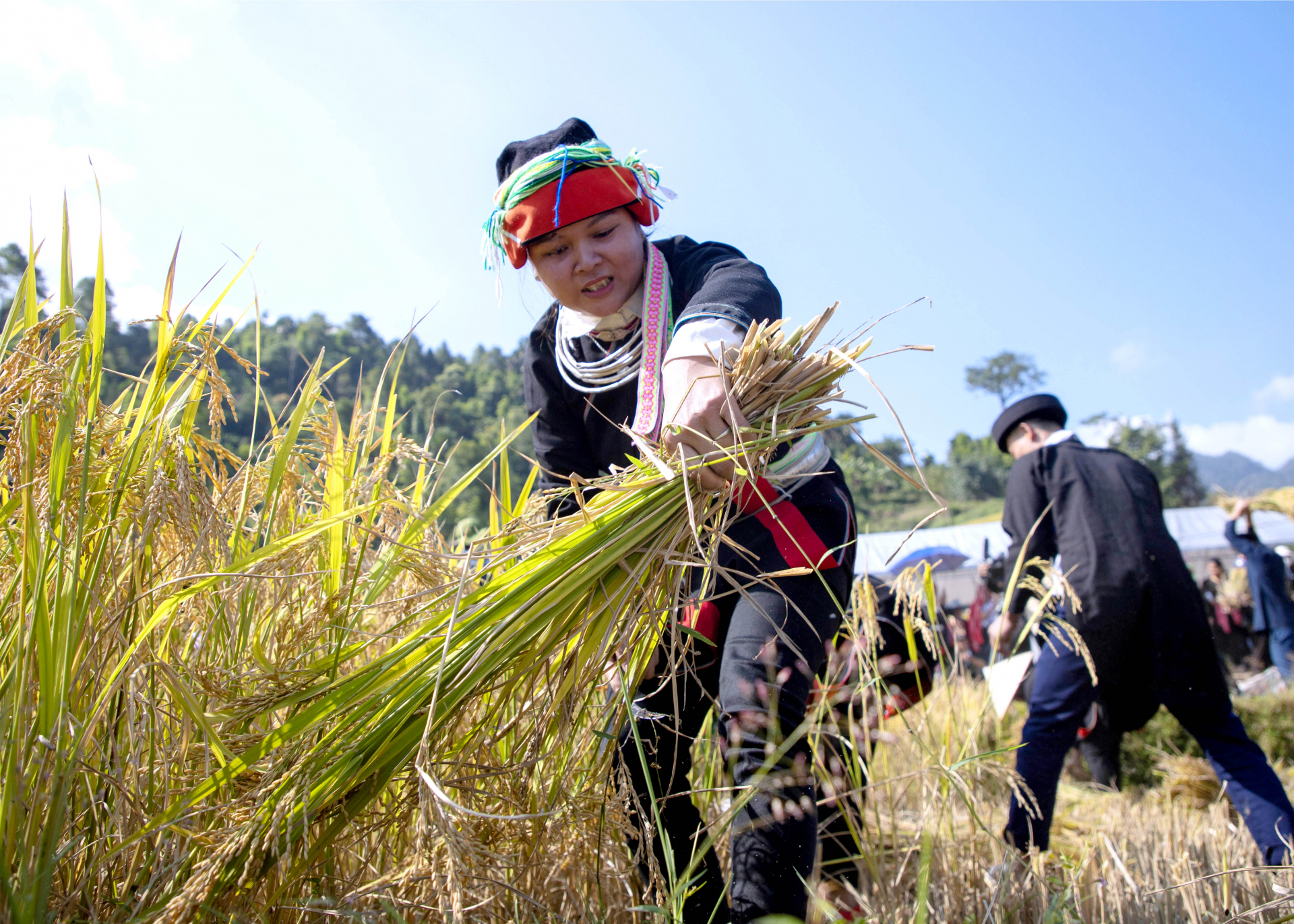 Phụ nữ Dao với đôi tay thoăn thoắt gặt lúa trong niềm vui được mùa.