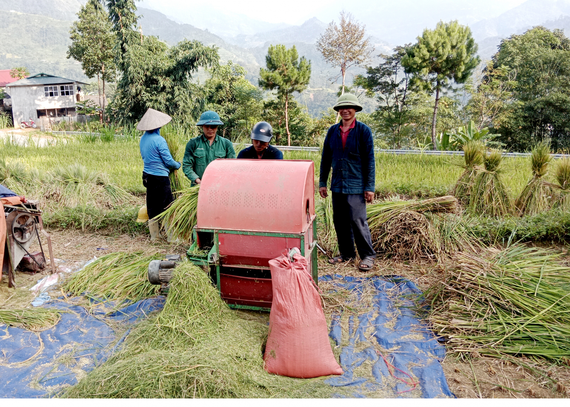 Người dân xã Tân Tiến thu hoạch lúa bằng máy tuốt