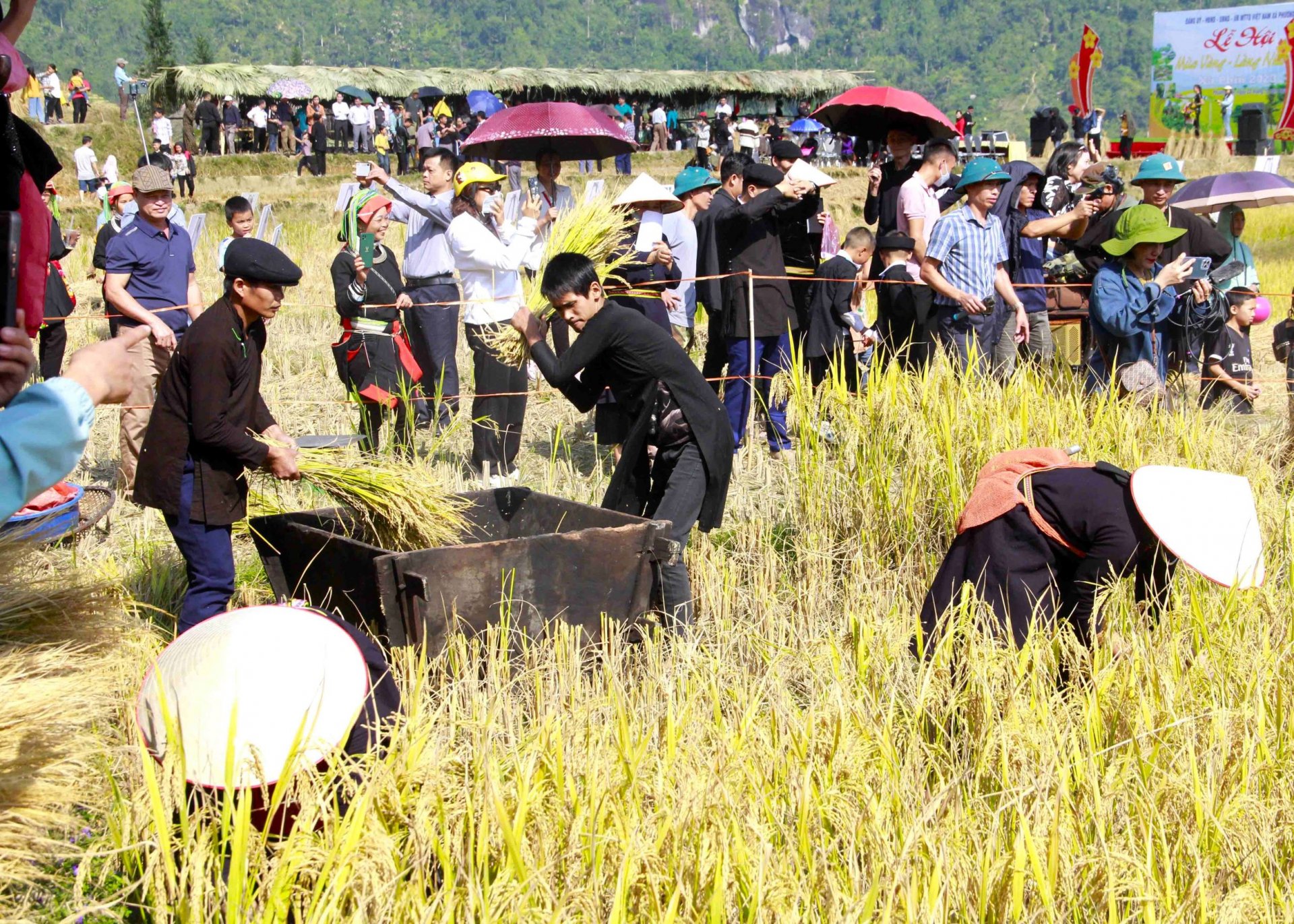 Thi gặt, đập lúa tại lễ hội.