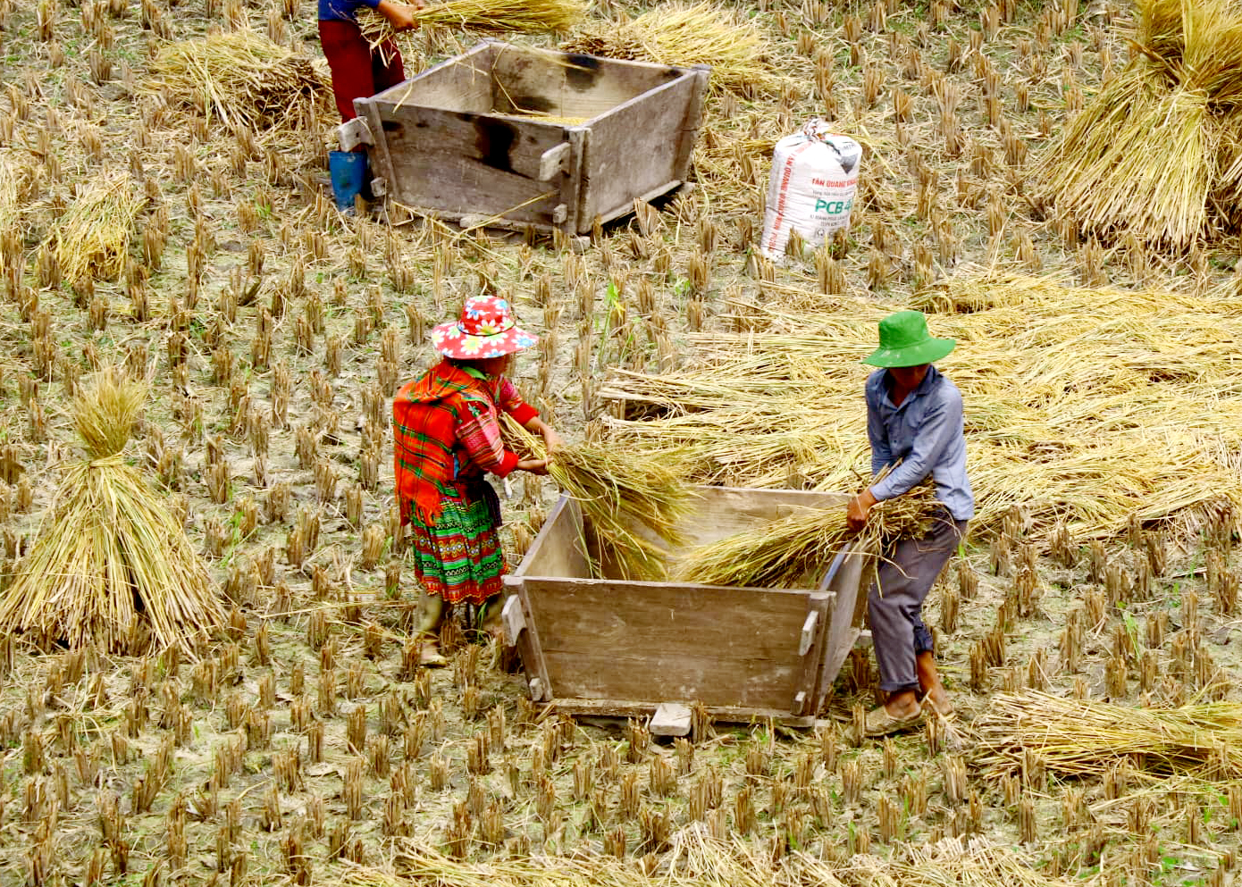 Người Mông xã Chiến Phố thu hoạch lúa bằng thùng gỗ thủ công
