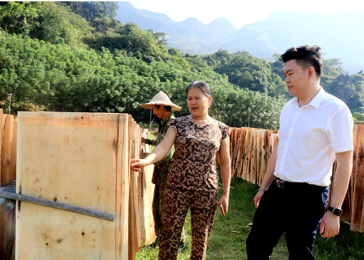 Từ nguồn vốn vay Agribank, bà Kim Thị Tiếp ở thôn Giang Nam, xã Thanh Thủy đã mở rộng quy mô kinh doanh ván bóc.