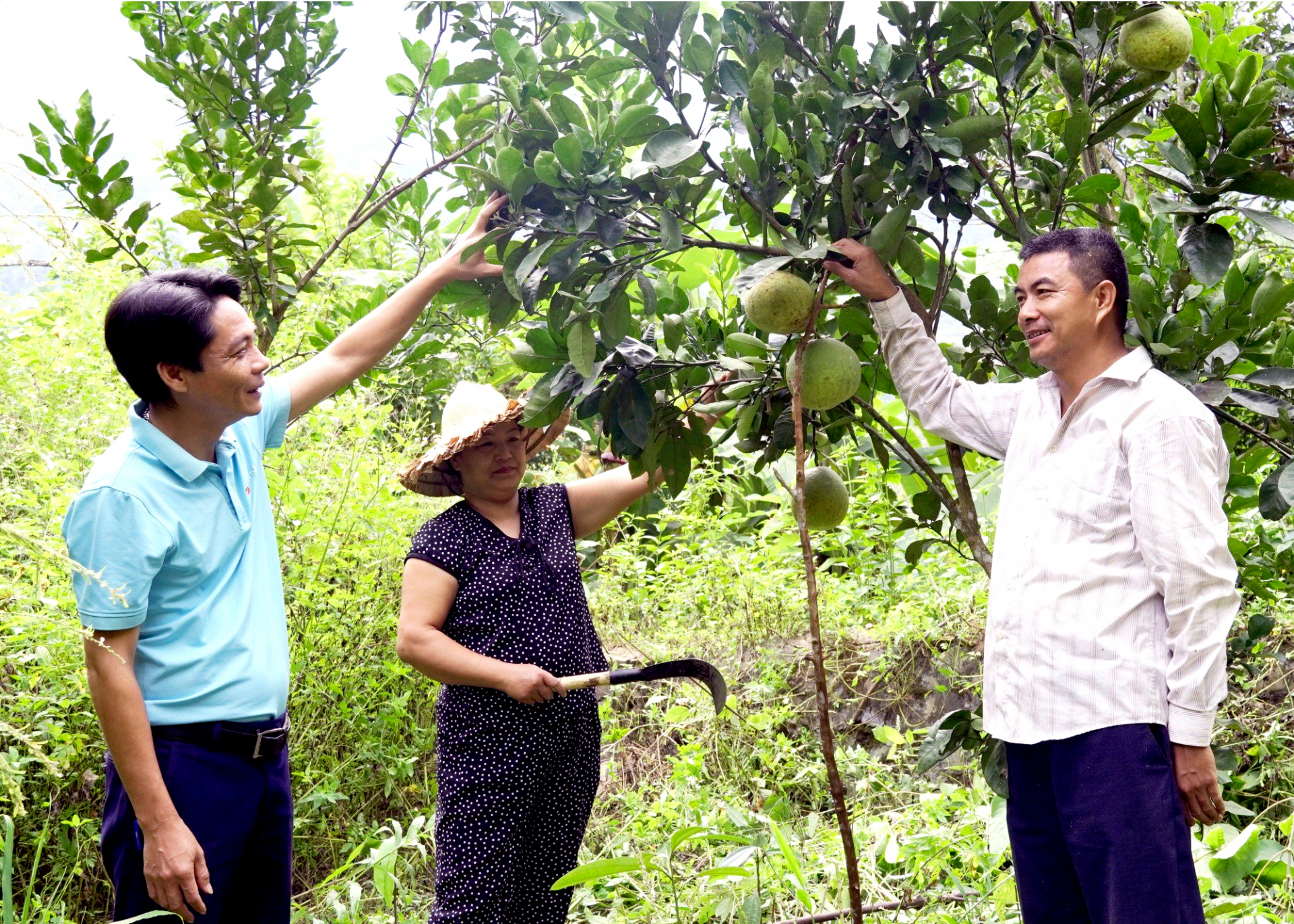 Vườn bưởi của gia đình anh Sùng Văn Thắng, xã Thèn Phàng bắt đầu bói quả năm đầu tiên.
