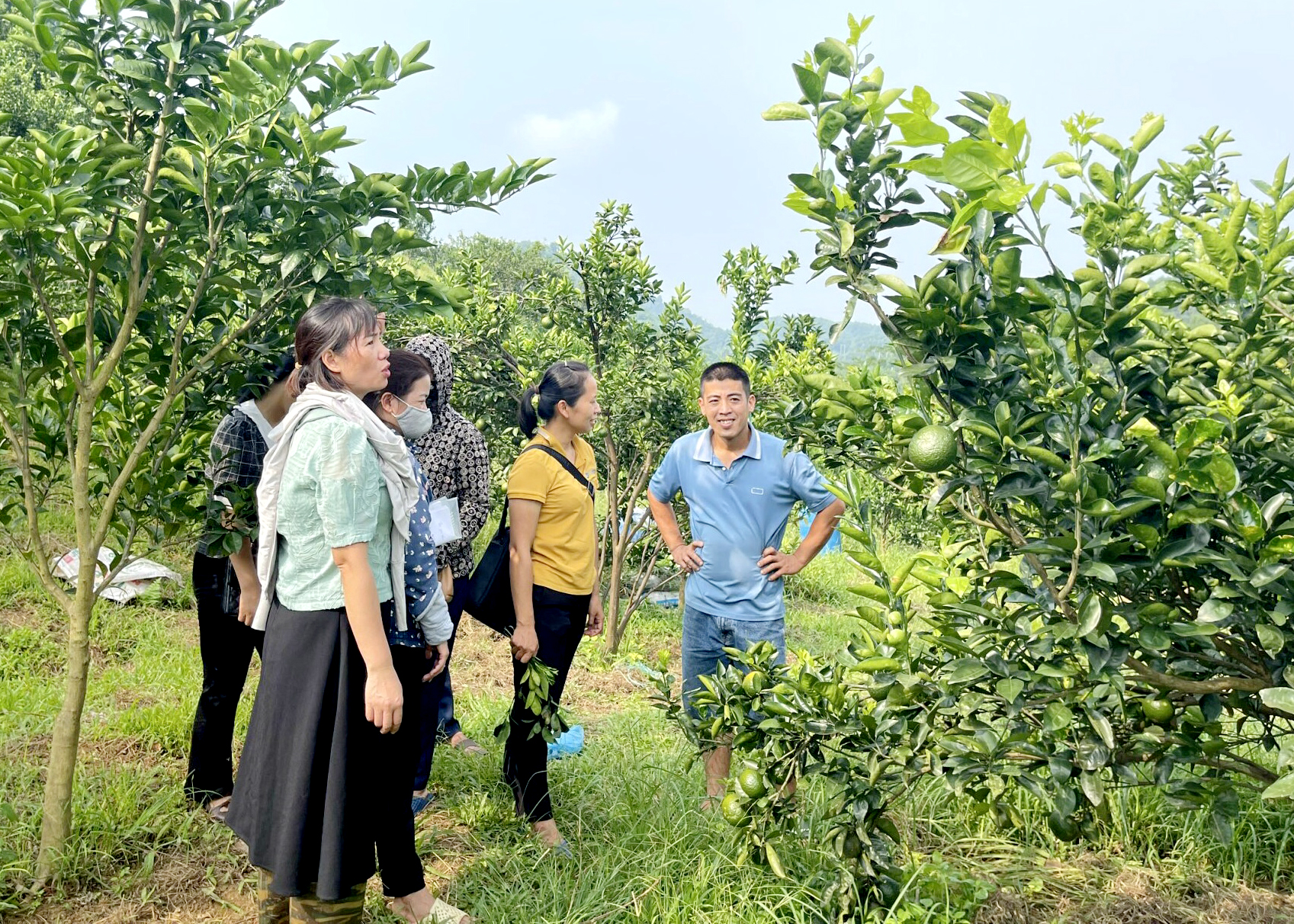 Tập huấn đào tạo giảng viên thực hành về quản lý dịch hại tổng hợp (TOTIPM) trên cây cam tại Bắc Quang.