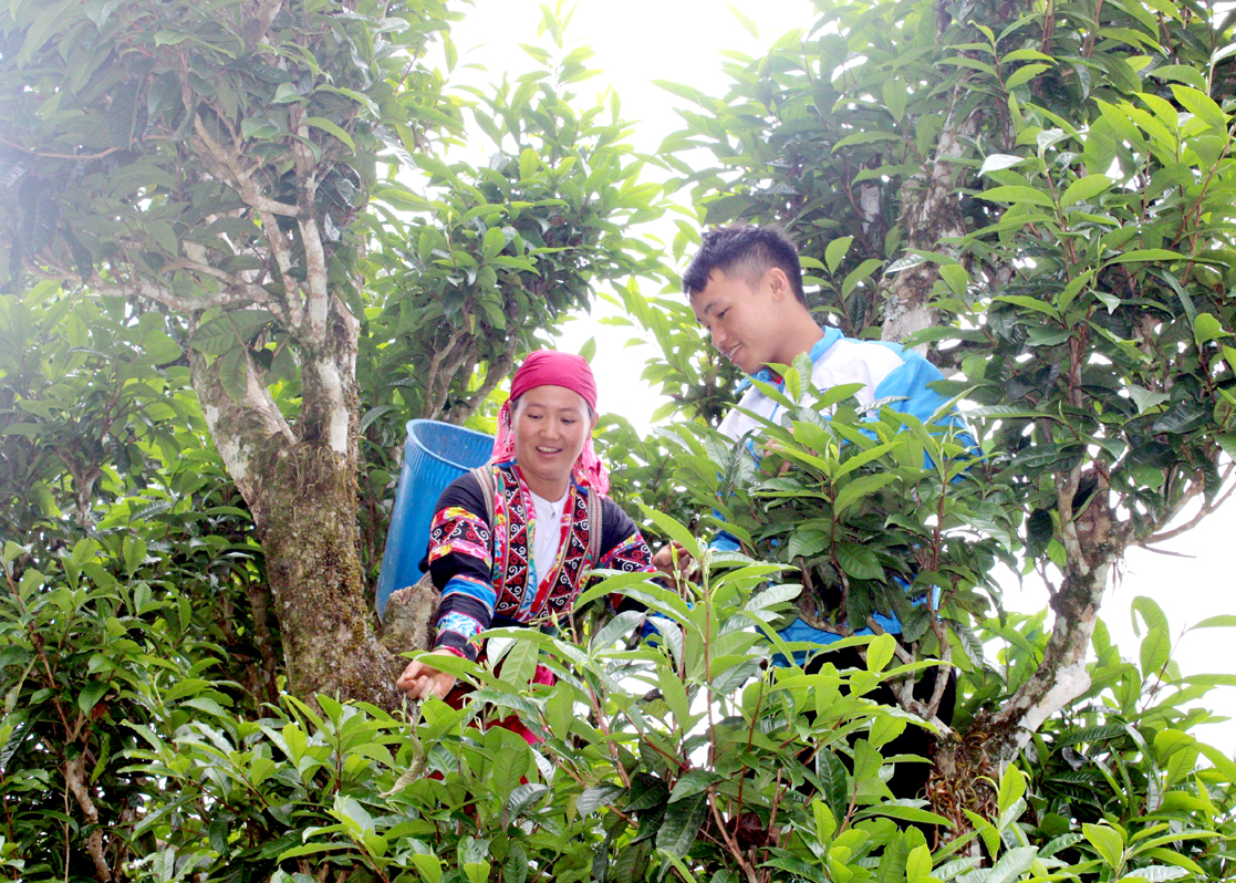 Hiện cây chè là một trong những cây giảm nghèo của người dân Tả Ván.