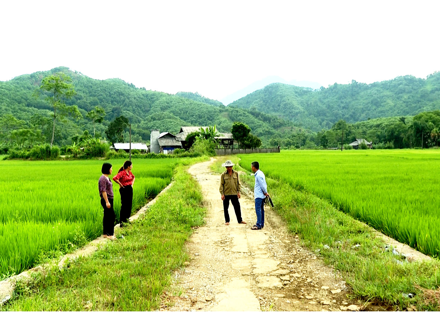 Người dân tổ 3, thị trấn Nông trường Việt Lâm hiến đất ruộng chuẩn bị mở rộng đường bê tông. 