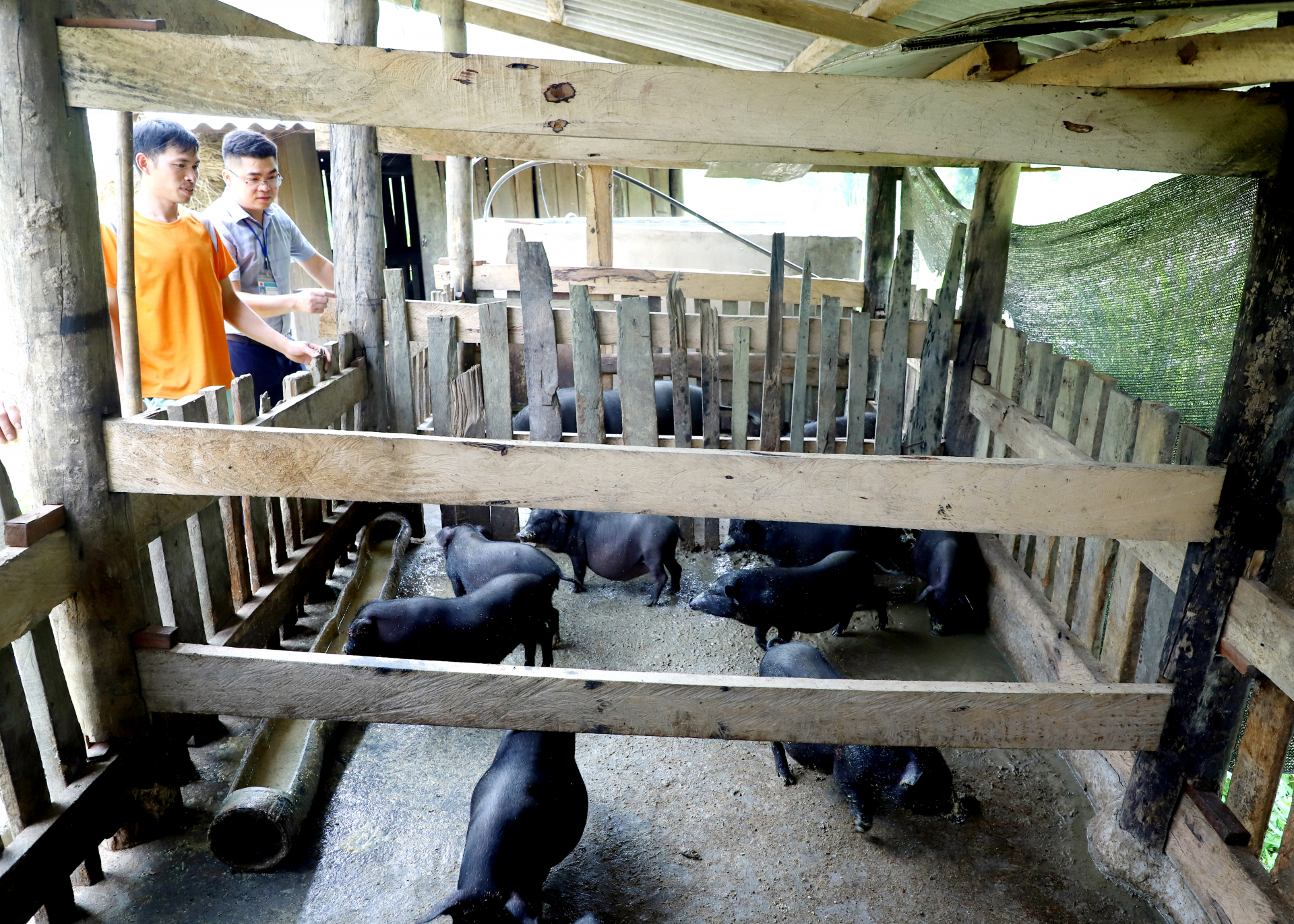 Đàn lợn của gia đình anh Chương Văn Đầy (trái), thôn Nậm Chộm đã tăng lên trên 20 con từ chương trình hỗ trợ sinh kế.