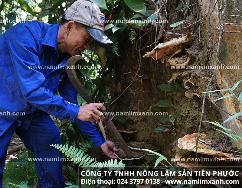 Thợ công ty Nông lâm sản Tiên Phước hái nấm lim xanh trong rừng tự nhiên