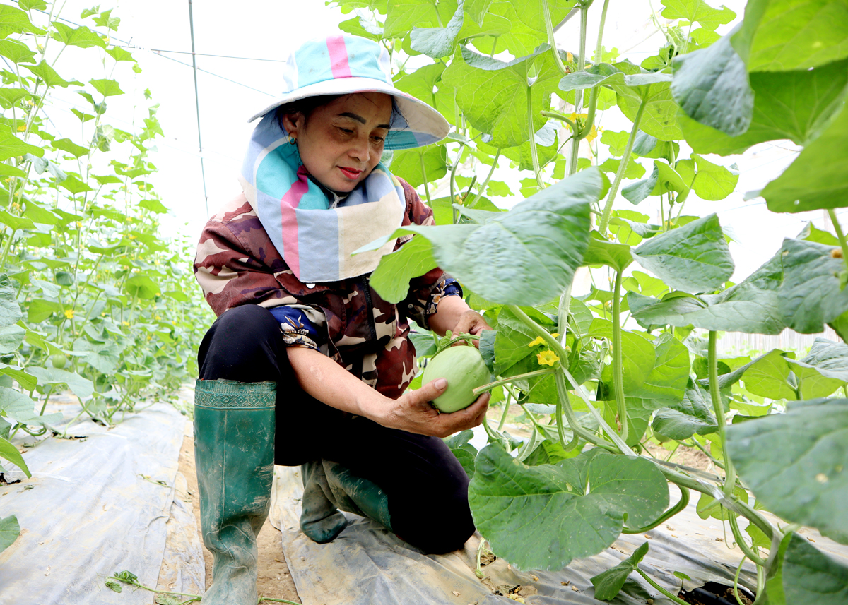 Mô hình dưa lưới nhà màng đã mang lại thu nhập cao hơn cho gia đình bà Nguyễn Thị Hưu