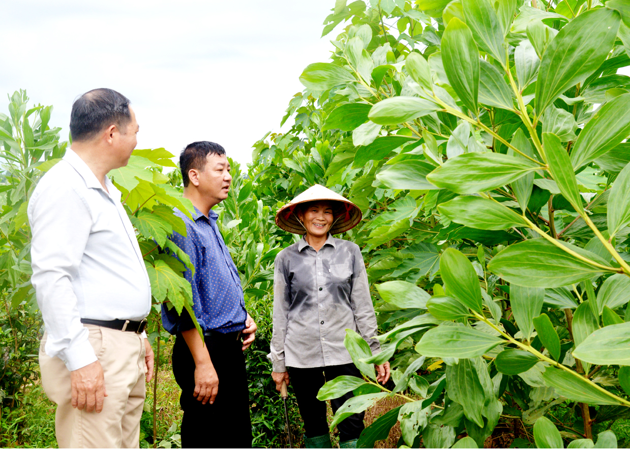Người dân xã Hùng An (Bắc Quang) đẩy mạnh phát triển kinh tế rừng.