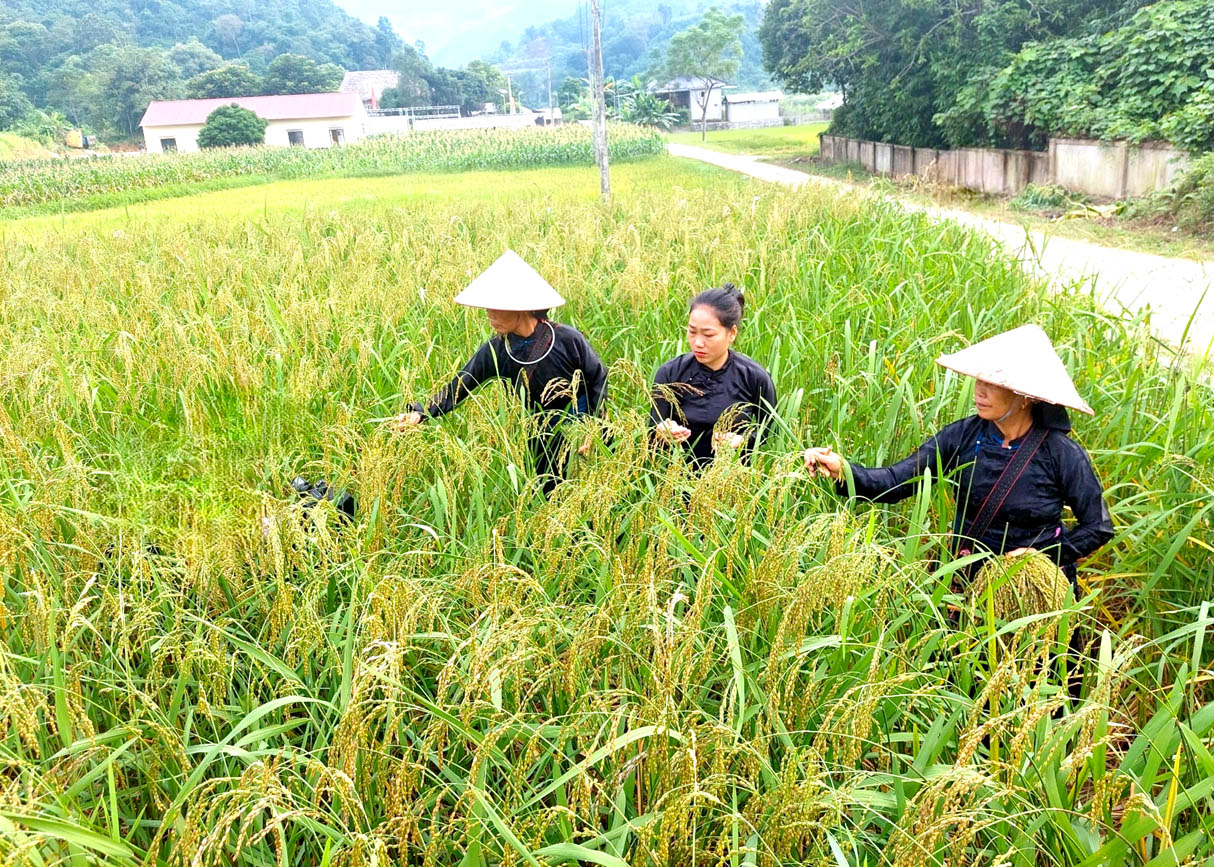 Phụ nữ xã Thuận Hòa (Vị Xuyên) lựa những bông lúa nếp chắc hạt để làm cốm.