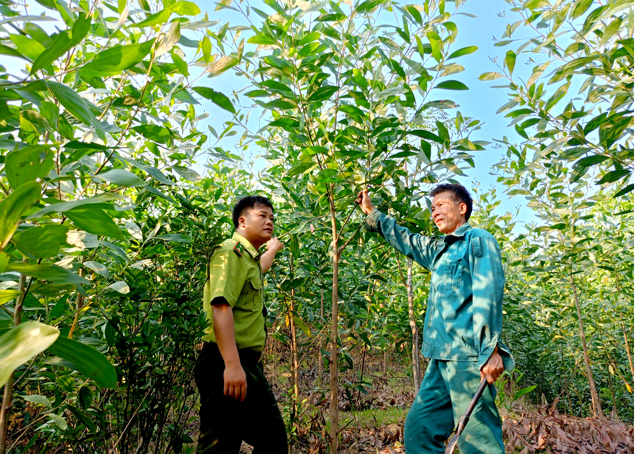 Cán bộ kiểm lâm huyện Quang Bình tuyên truyền người dân xã Tân Trịnh chăm sóc và bảo vệ rừng trồng.