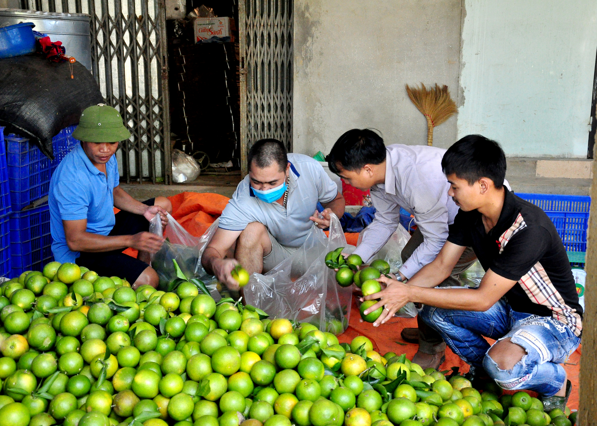 Bà con xã Vĩnh Hảo (Bắc Quang) phân loại, đưa cam thu hoạch ra thị trường.

