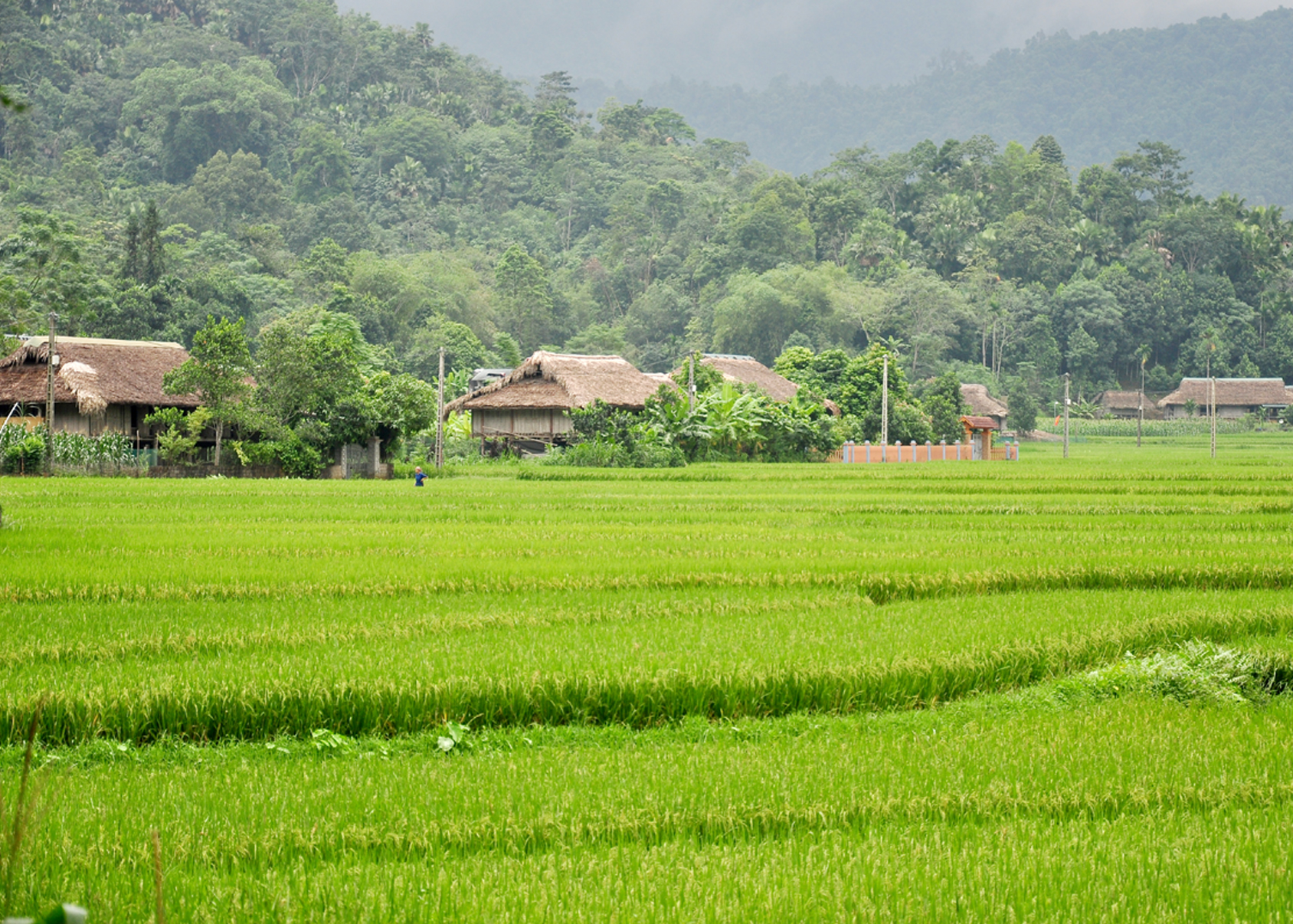 Bình yên Xuân Giang.
