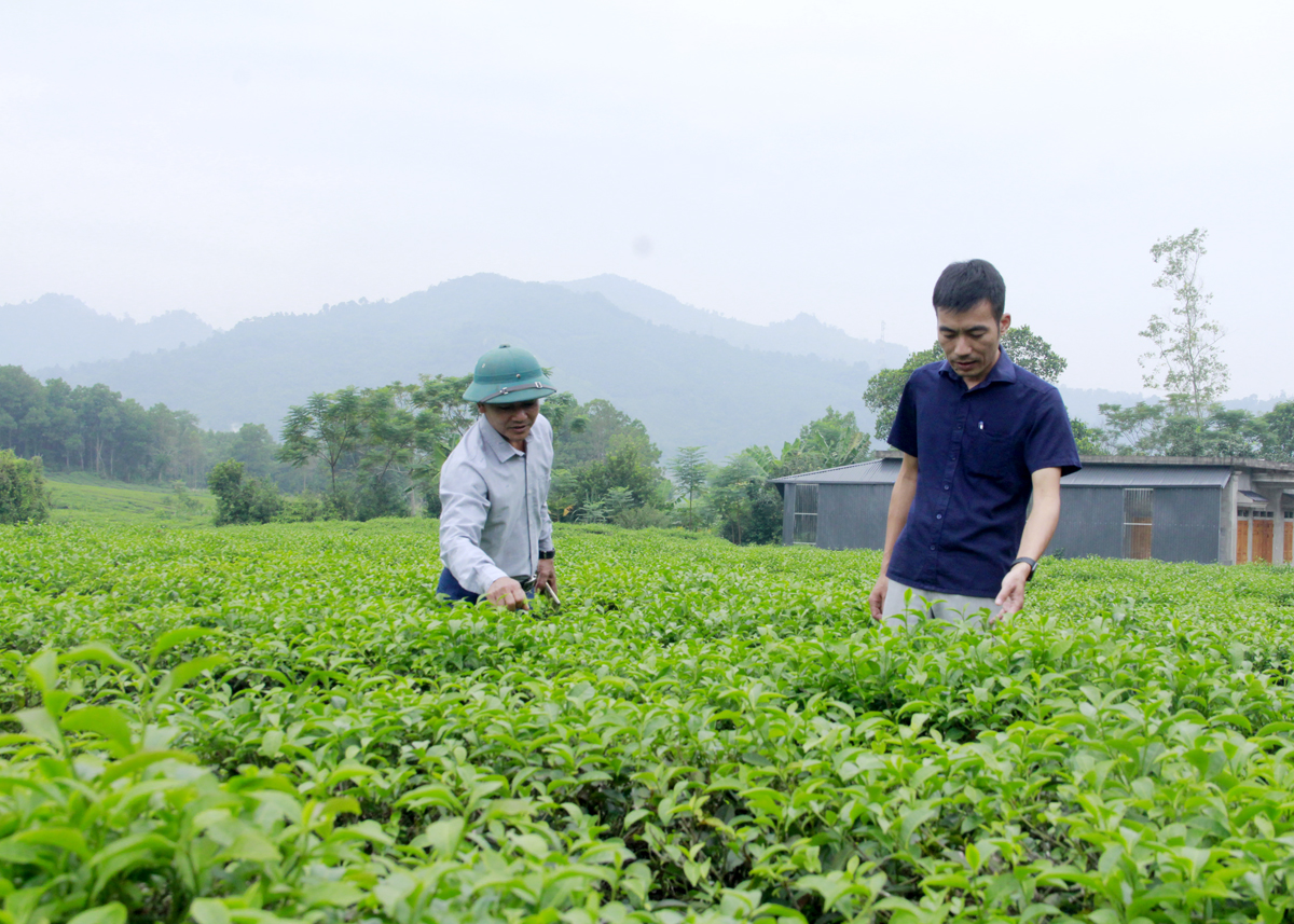 Trồng chè giúp người dân thôn Đội 5, xã Ngọc Linh (Vị Xuyên) nâng cao thu nhập.