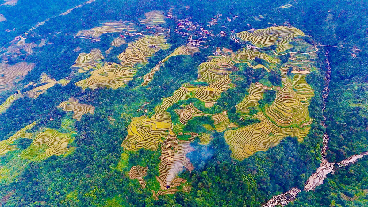 The terraced fields curve gracefully like golden silk strips wrapped around the mountainsides.