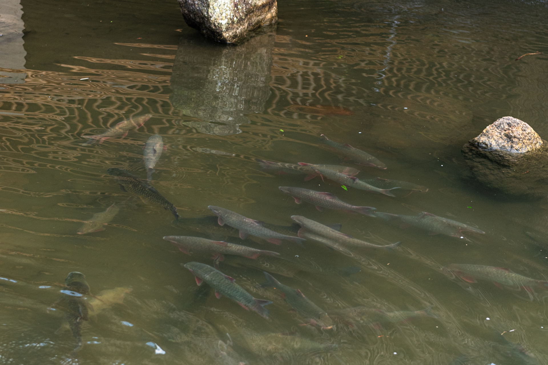 The water used to raise Bong fish must be clean and fresh, taken from upstream water. The water must be carefully managed so that the fish can grow well. The water must be changed periodically to maintain a clean farming environment.