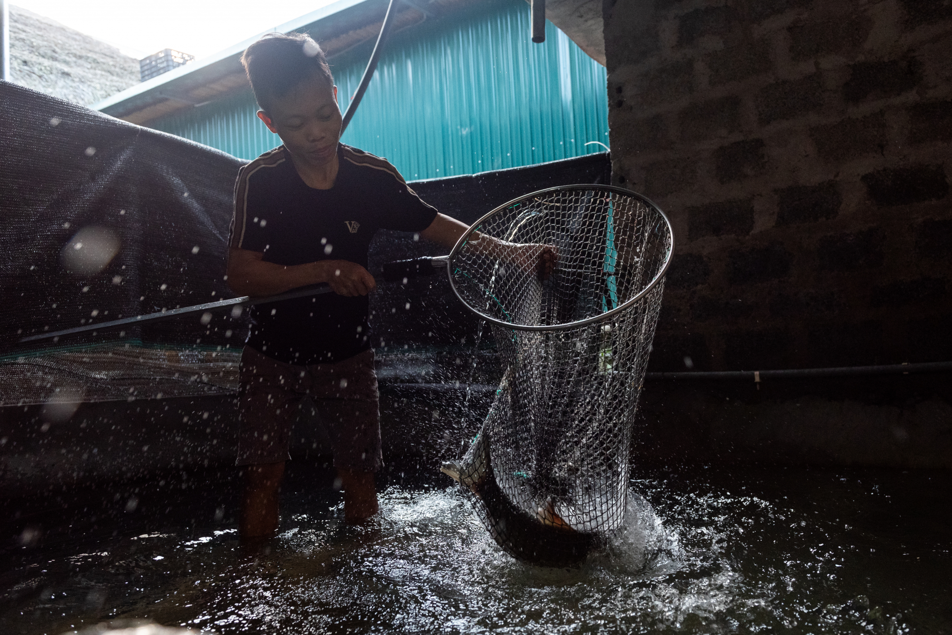 Most Bong fish farmers still maintain the extensive farming method, utilising locally available food sources, mainly vegetables, cassava leaves, chopped banana stems, and water hyacinths.