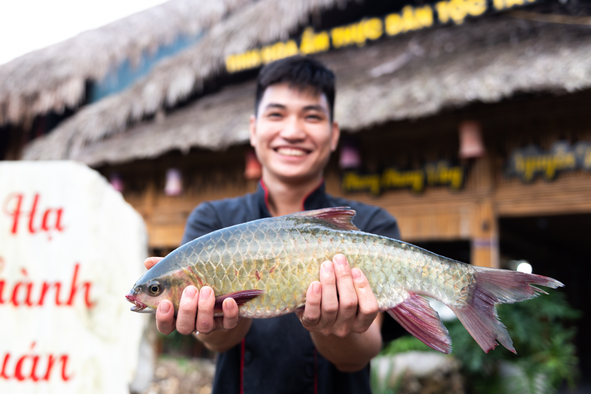 Bong fish have a dark grey colour, with black or blue-grey backs, fading towards the belly.