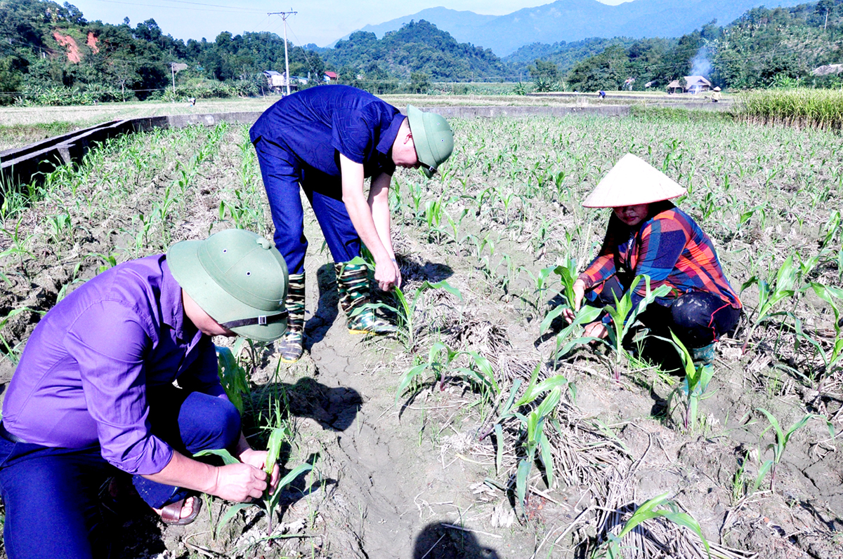 Người dân xã Quang Minh chăm sóc ngô vụ Đông.