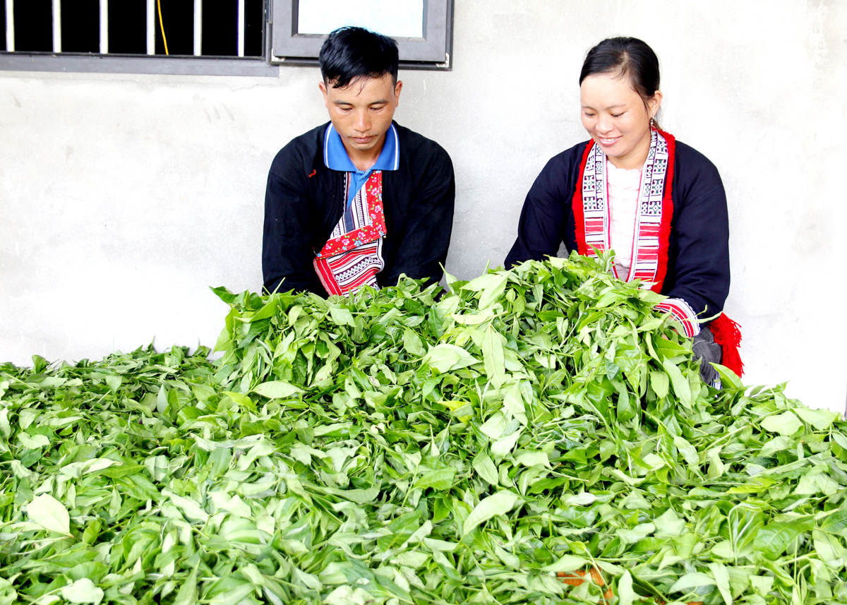 Sản xuất chè Shan tuyết giúp đồng bào Dao, xã Tân Lập (Bắc Quang) nâng cao thu nhập.
