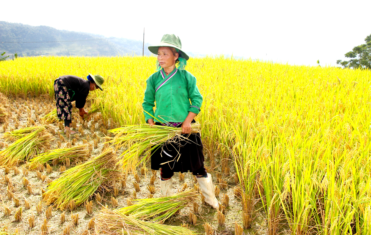 Người dân xã Thu Tà (Xín Mần) thu hoạch lúa.
